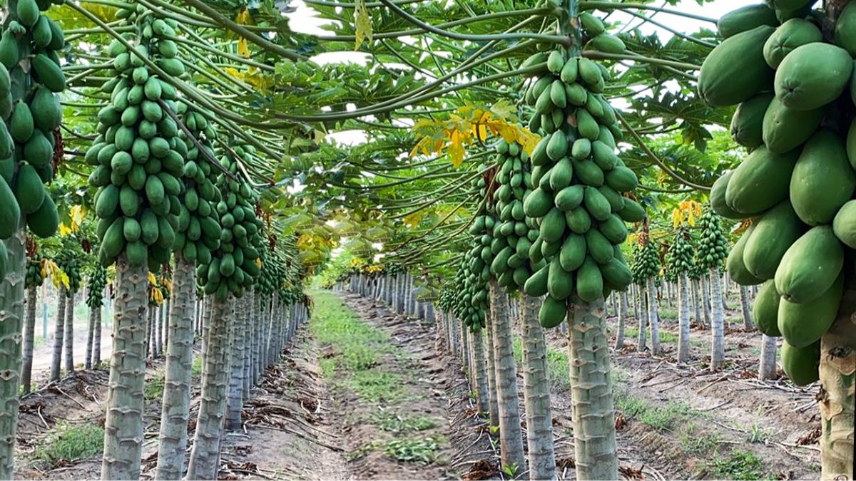 Papaya virus controlled successfully with ANTIVIRUS-F & ALIVE